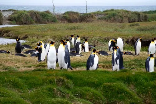 Pingüino rey en la Patagonia chilena